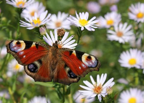 关于蝴蝶的朋友圈说说文案