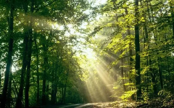 大自然空气清新的句子文案