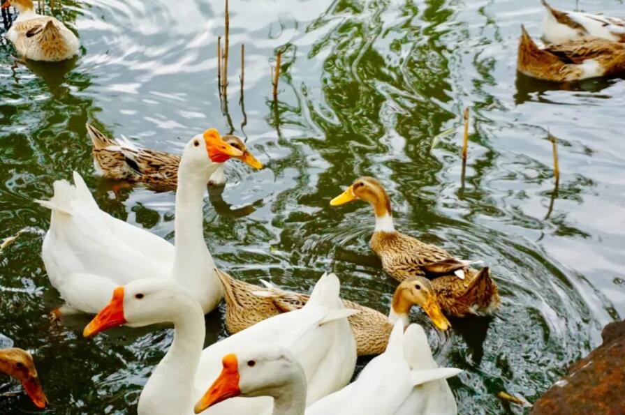 春天朋友圈配文简单