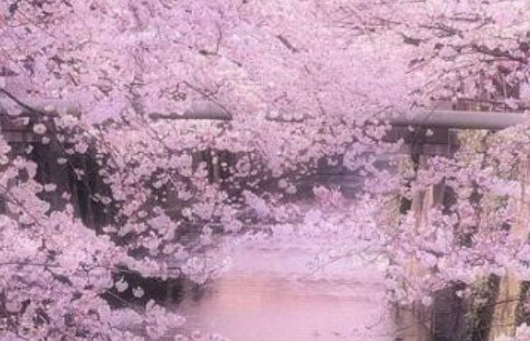 关于樱花的唯美语录文案