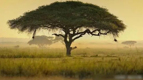 描写树的句子文案