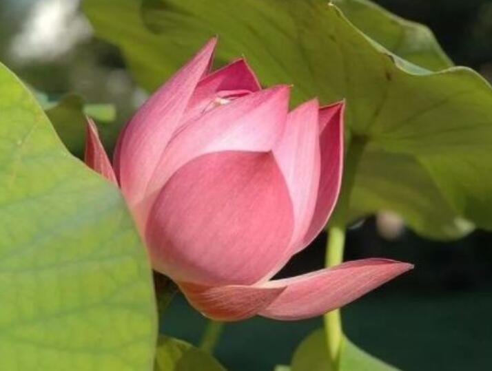 生病祝福早日康复的话