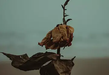 形容男人风流的句子文案