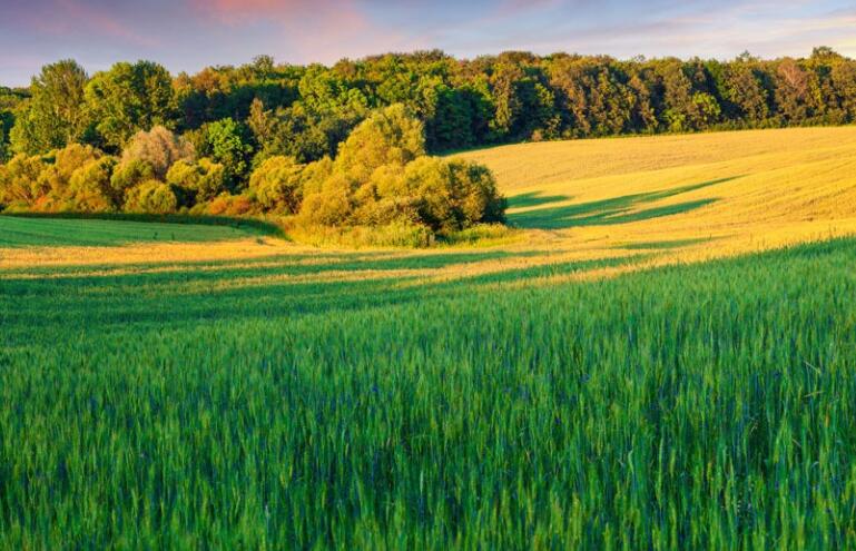 赞美绿色风景优美的句子文案