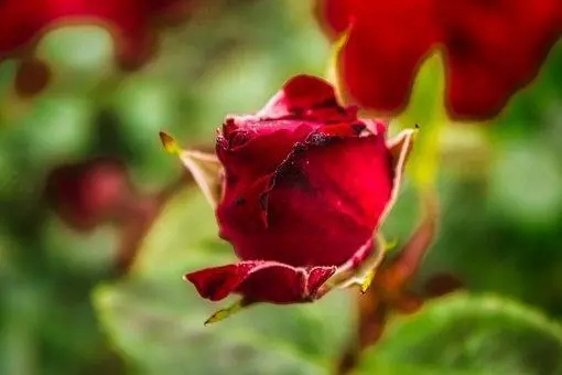 经典励志诗句文案