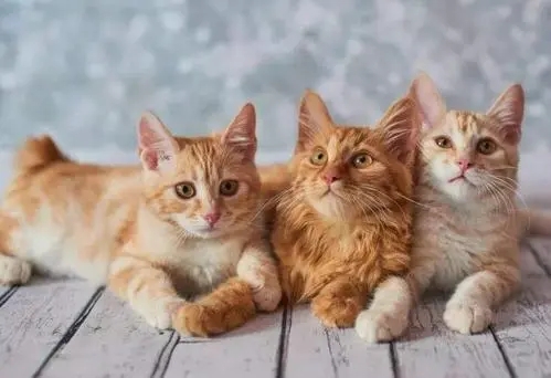 有关猫狗相处好的经典句子文案