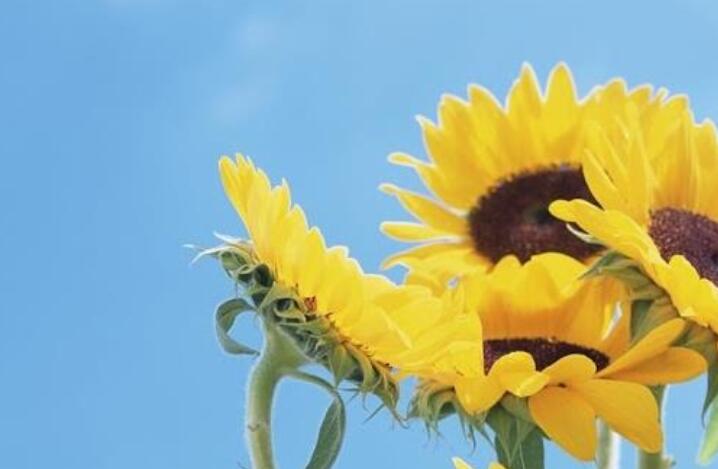 生活就是这么简单句子文案