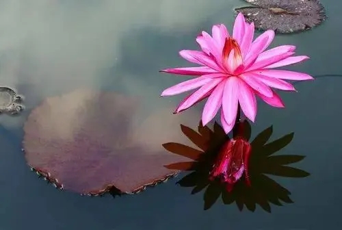 随心随意随缘语录文案