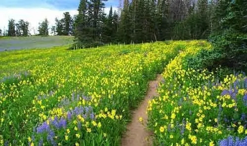 描写春风温柔的短句