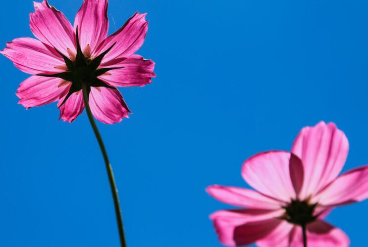 早安祝福语的句子文案