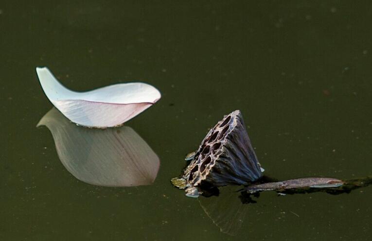 湖水倒影的诗句文案