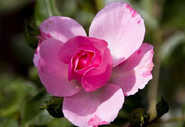 祝贺词事业成功