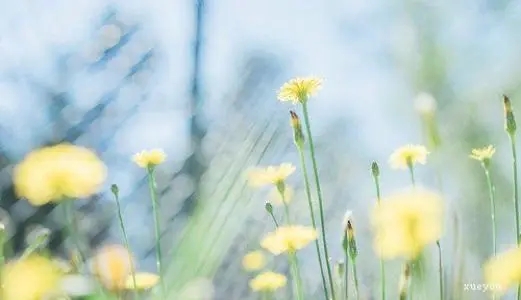 春天的优雅句子文案短句