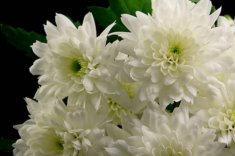 即将告别人世的句子文案