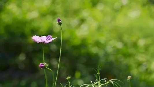 对已逝母亲思念的句子文案