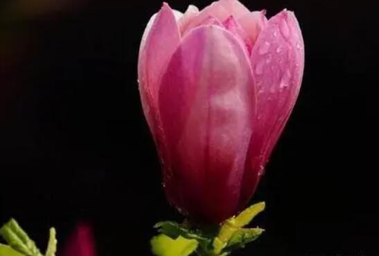 赞美花的优美句子文案10个字