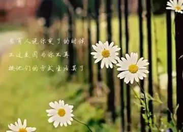 总结人生哲理的句子文案