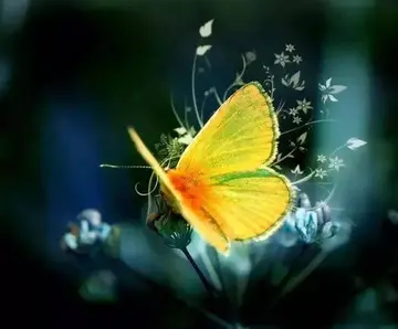 关于蝴蝶正能量短句