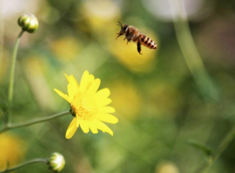 采蜜的好句子文案