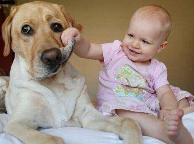 狗和人区别的经典说说文案