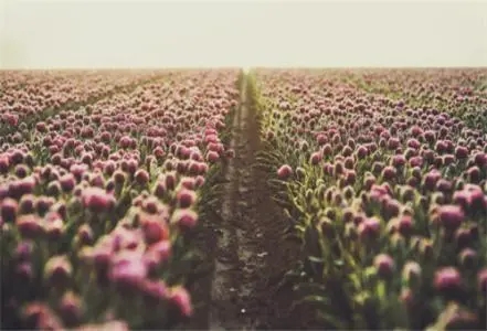 描写植物的优美短句