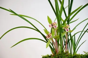 三年级关于植物的好词好句文案摘抄