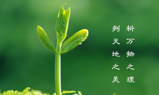 形容植树节的句子文案