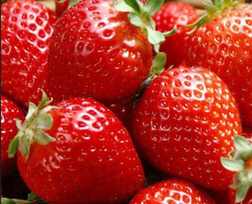 赞美草莓的优美句子文案