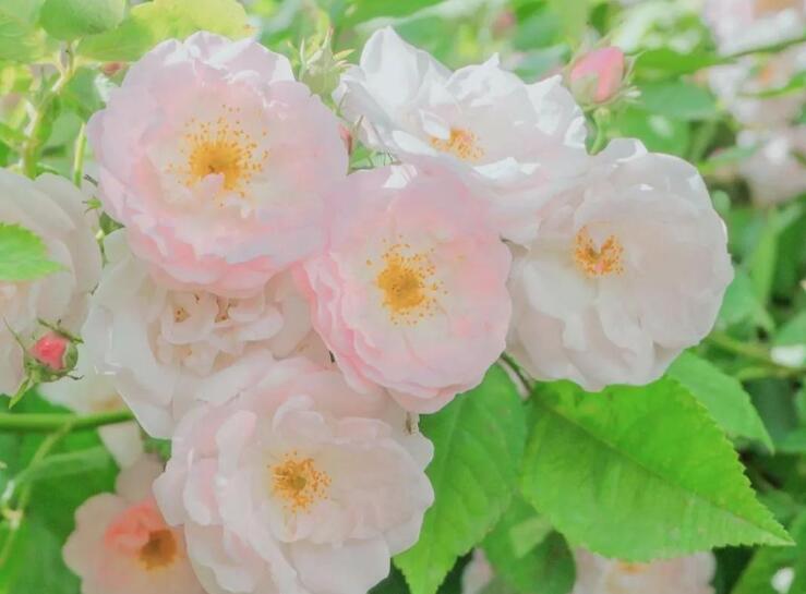 人生短暂珍惜当下短句子文案