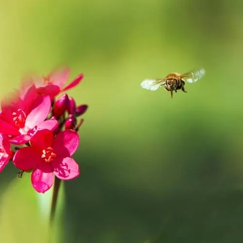 形容不沾花惹草的句子文案