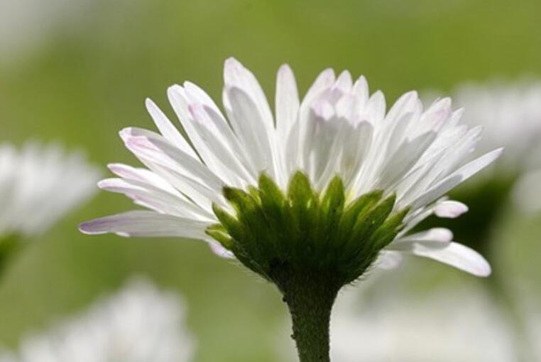 多么朴实的一句话