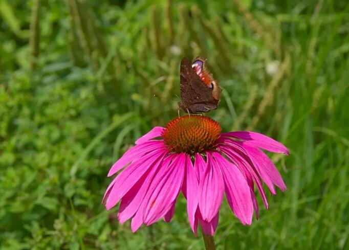 简单早安心语配图