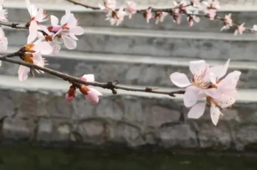 花的唯美语录文案