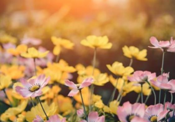 无可奈何的爱情经典句子文案