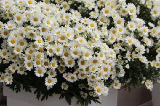 让人感觉伤感的早安说说文案