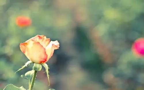 文笔极尽华丽的句子文案