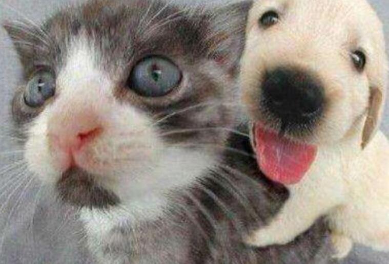 搞笑的英文句子文案大全