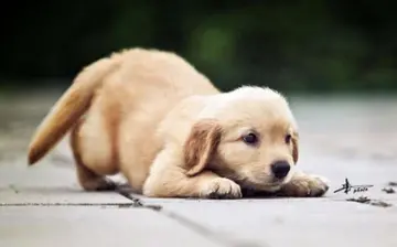 你是狗狗的全世界语录文案