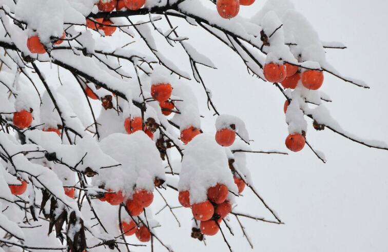 冬天怎么写一段话