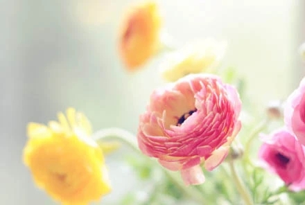 描写花的句子文案