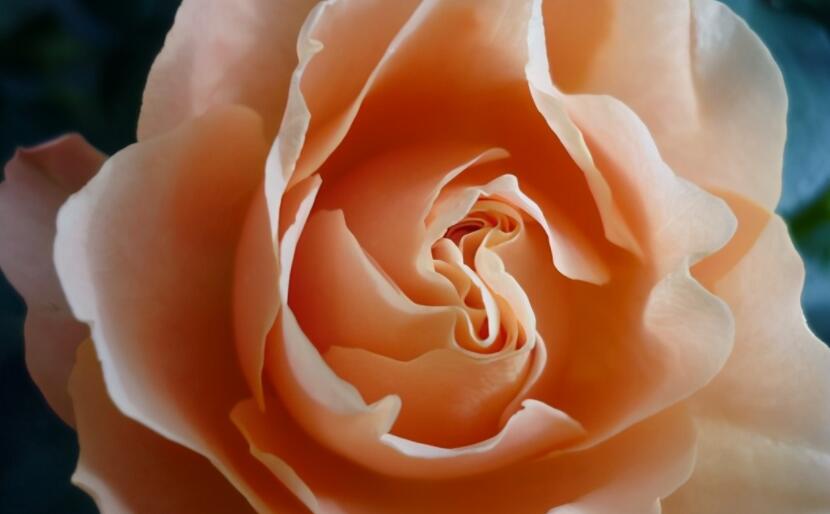 形容优雅人生的句子文案