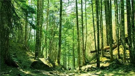 描写森林的优美句子文案