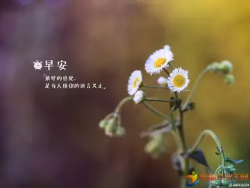 早安友情温馨问候