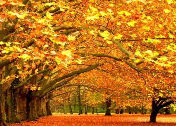 写景的好词好句文案