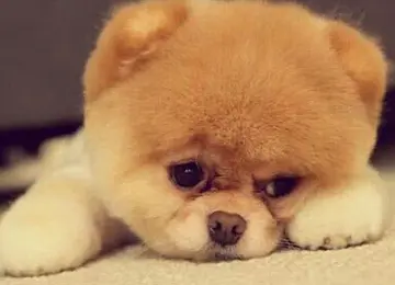 一不小心又胖了的说说文案