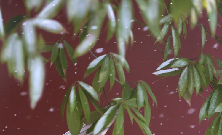 下雪唯美情话文案