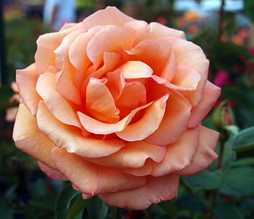 一句话形容看花的心情