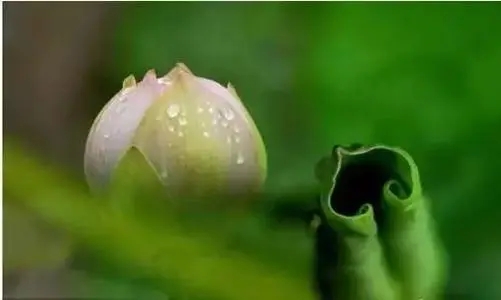 佛说放下一段感情的句子文案