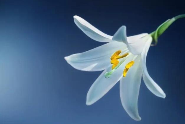 用一句话赞美百合花