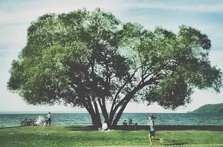 哲理句子文案加赏析短